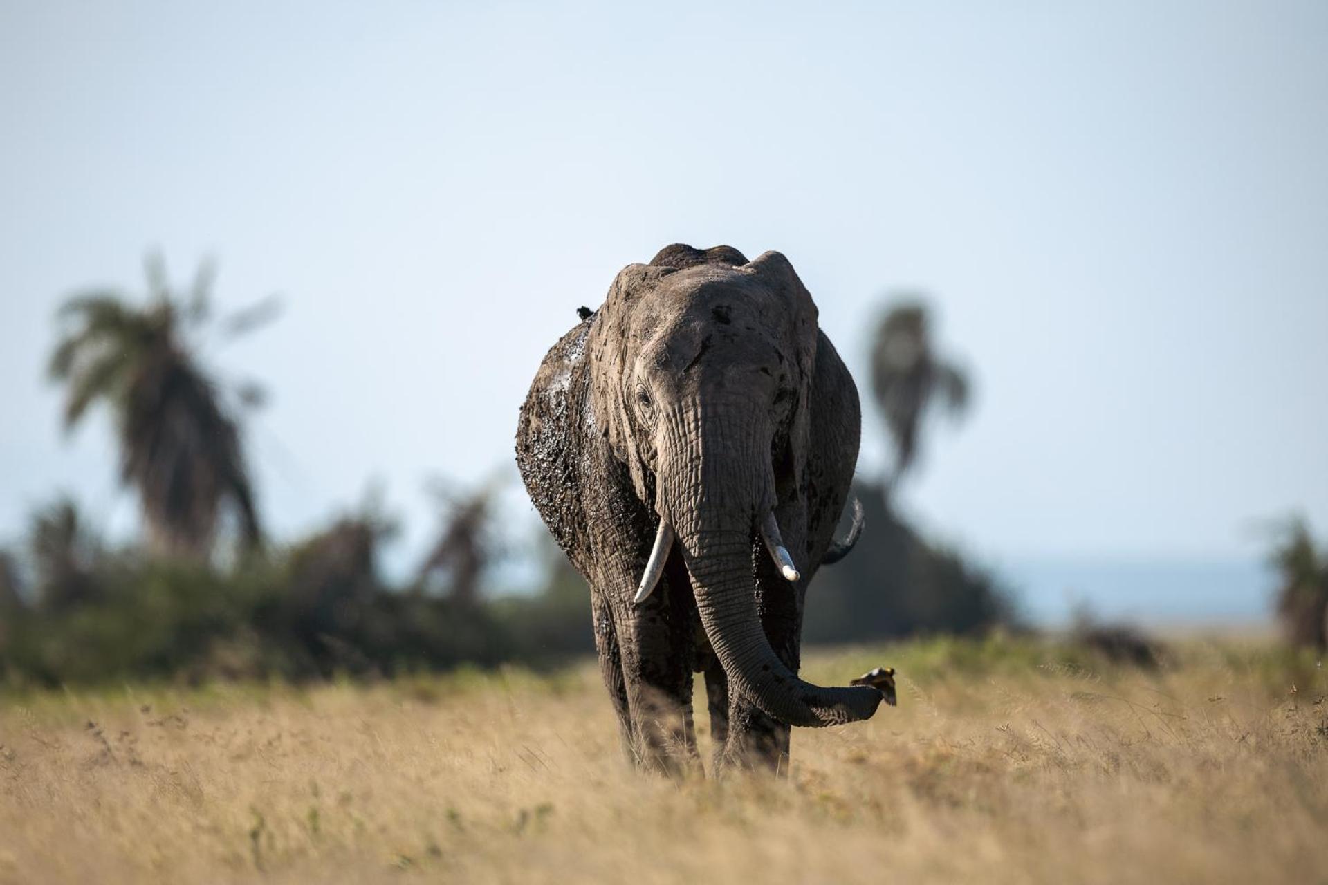 Kilimanjaro View Cabin-Amboseli Oloitokitok 客房 照片