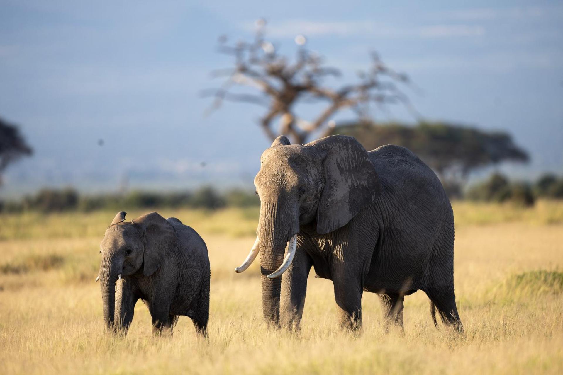 Kilimanjaro View Cabin-Amboseli Oloitokitok 客房 照片