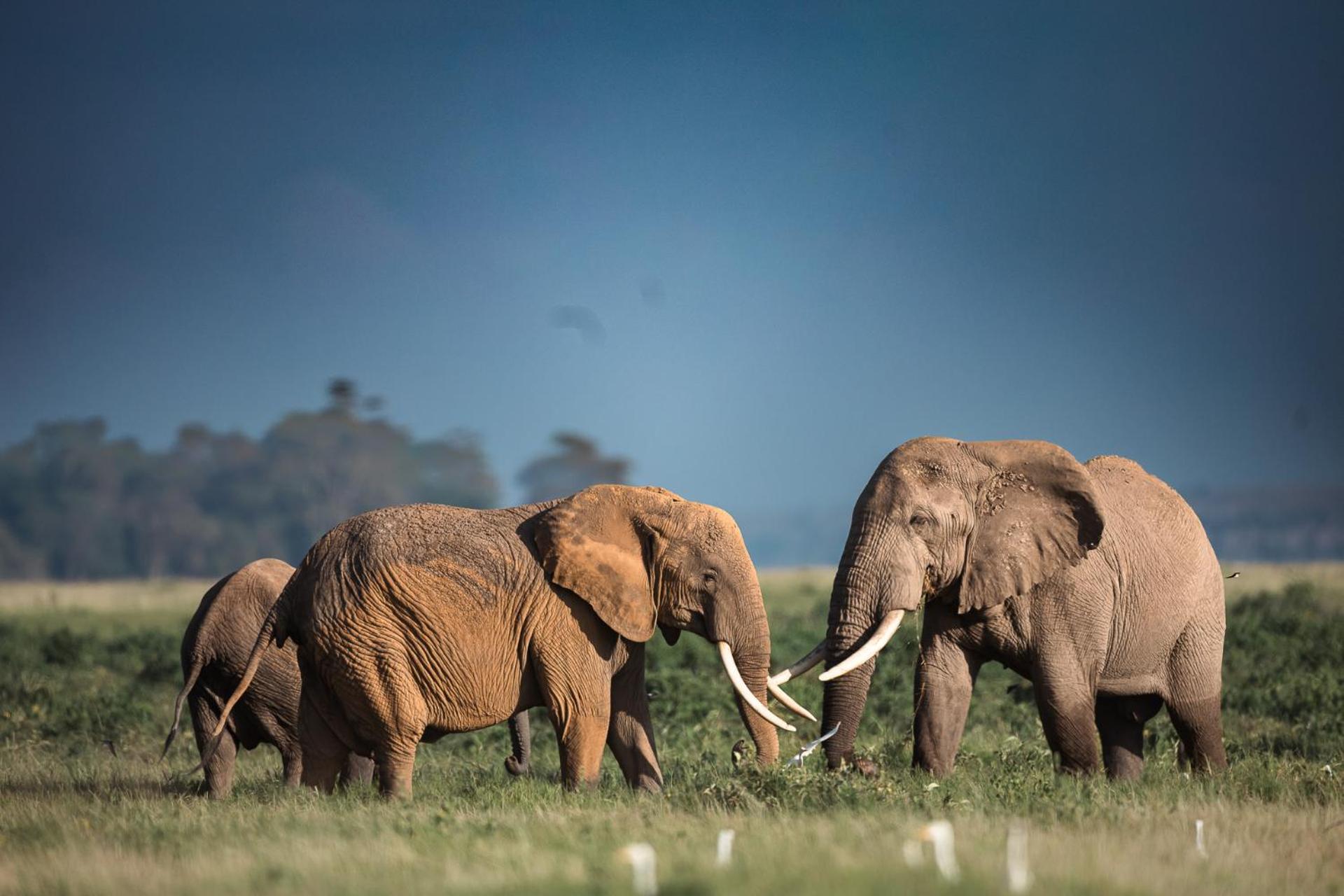 Kilimanjaro View Cabin-Amboseli Oloitokitok 客房 照片