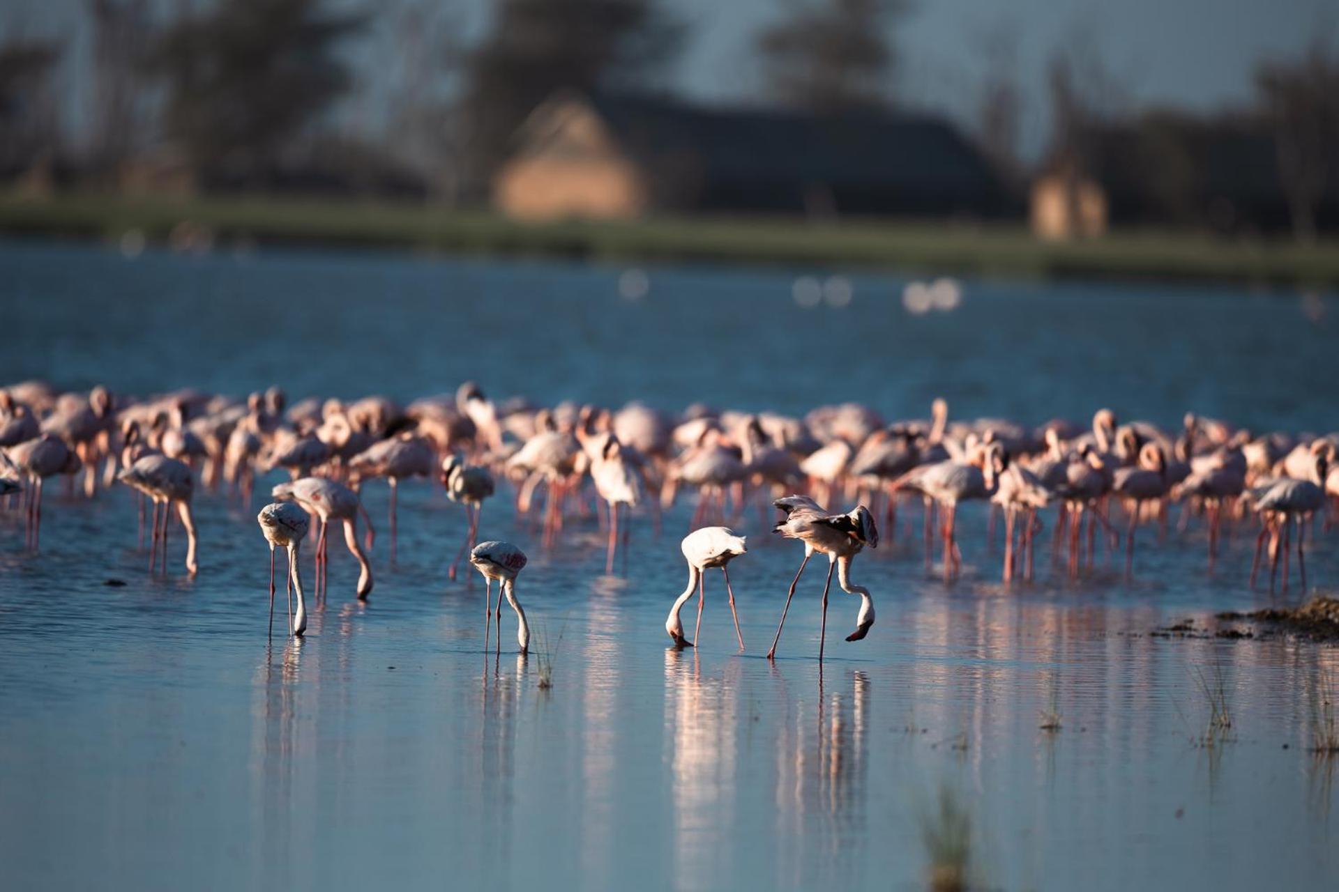 Kilimanjaro View Cabin-Amboseli Oloitokitok 客房 照片