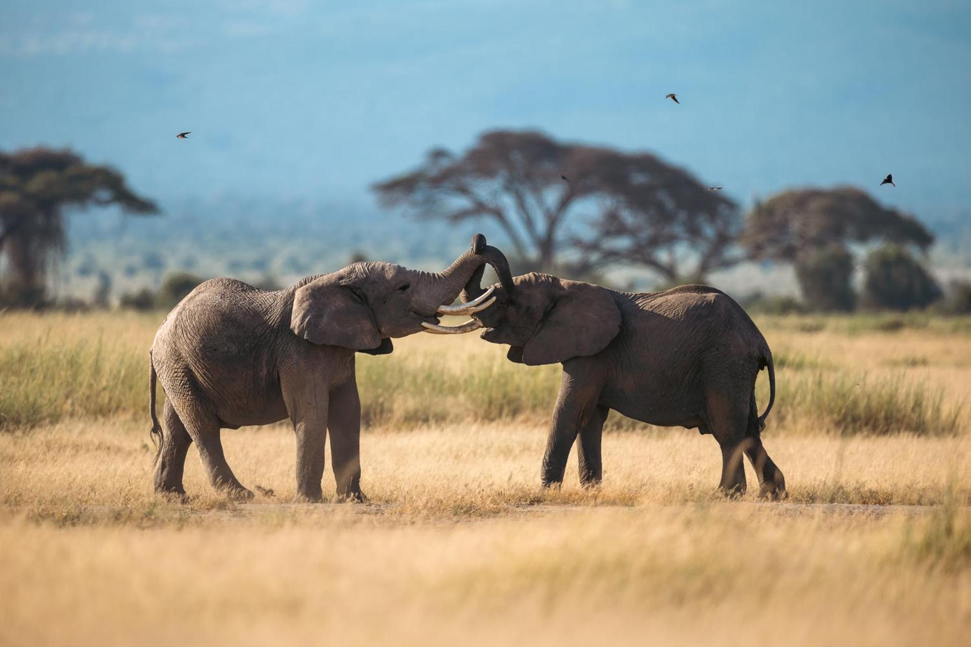 Kilimanjaro View Cabin-Amboseli Oloitokitok 客房 照片