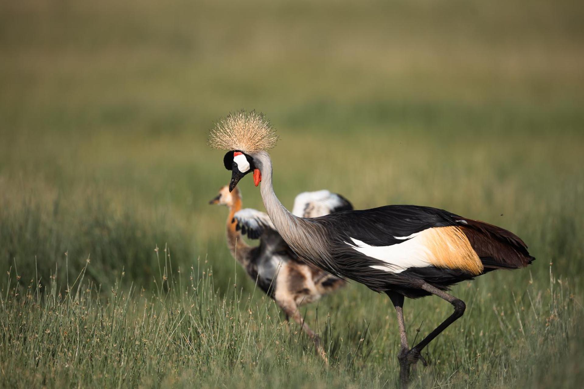 Kilimanjaro View Cabin-Amboseli Oloitokitok 客房 照片