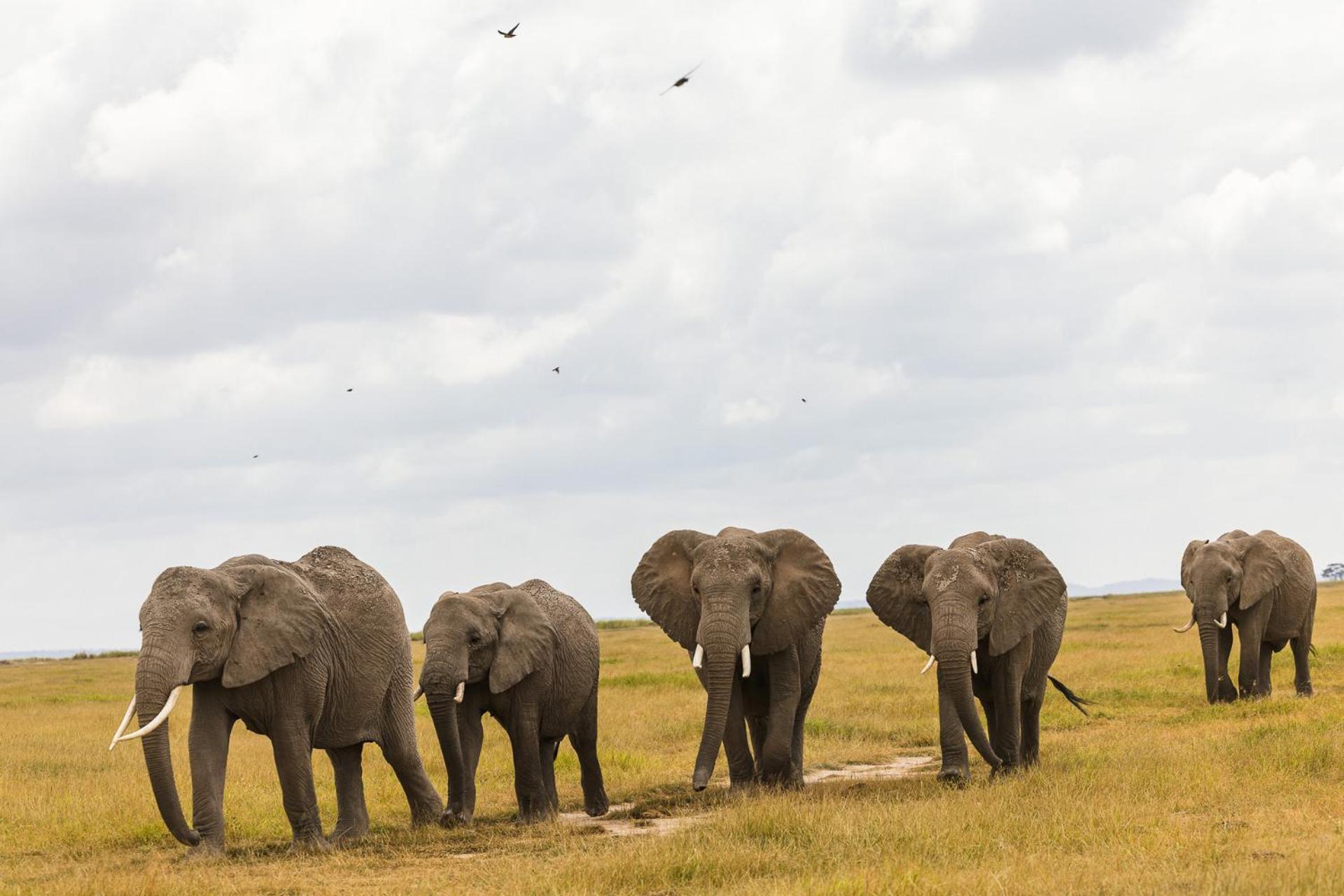 Kilimanjaro View Cabin-Amboseli Oloitokitok 客房 照片