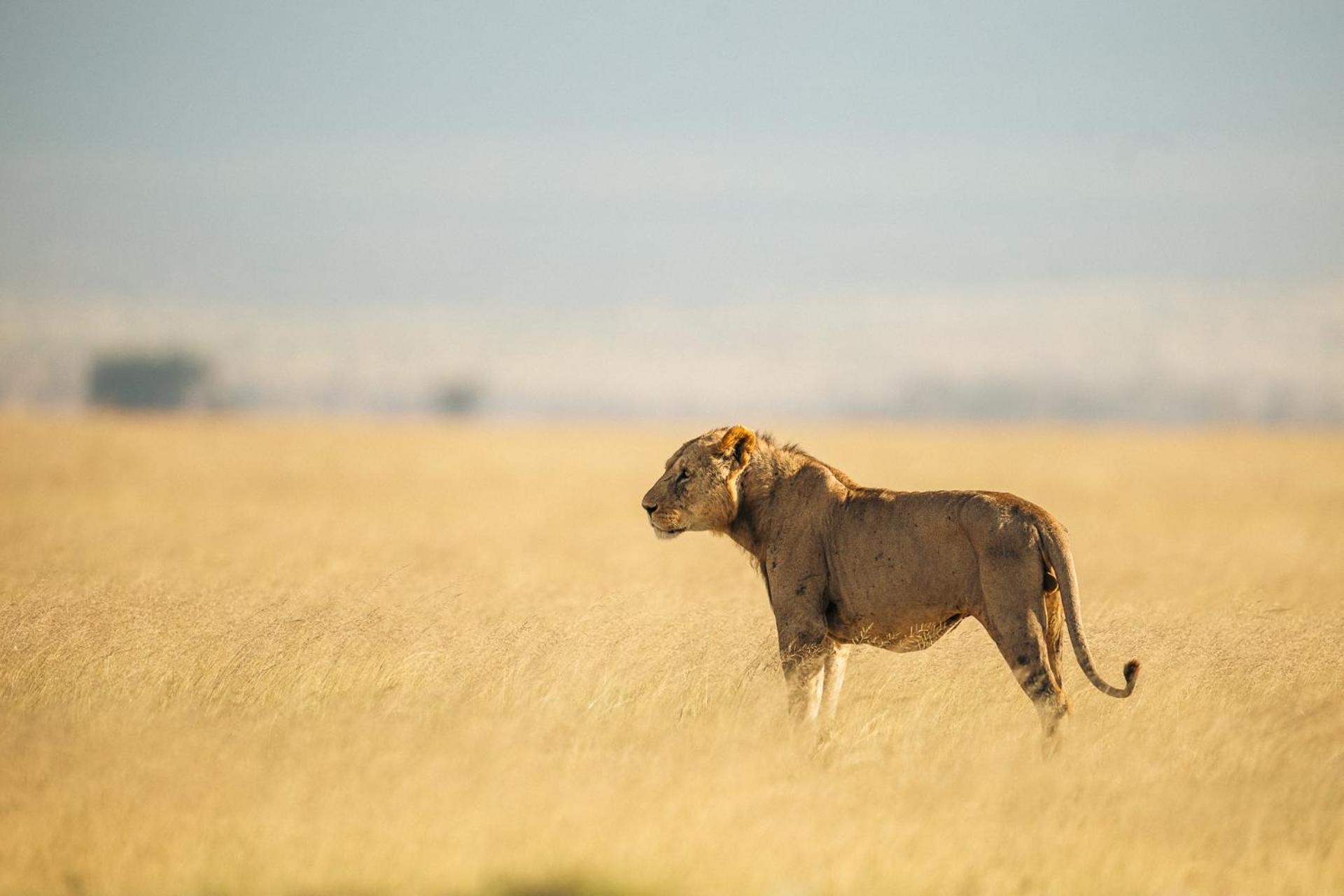 Kilimanjaro View Cabin-Amboseli Oloitokitok 客房 照片