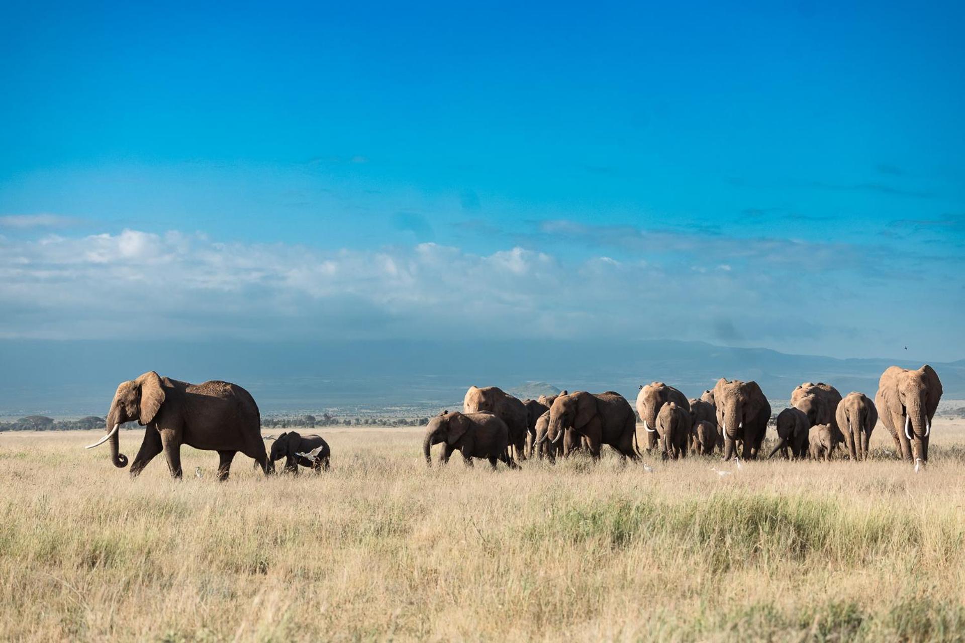 Kilimanjaro View Cabin-Amboseli Oloitokitok 客房 照片