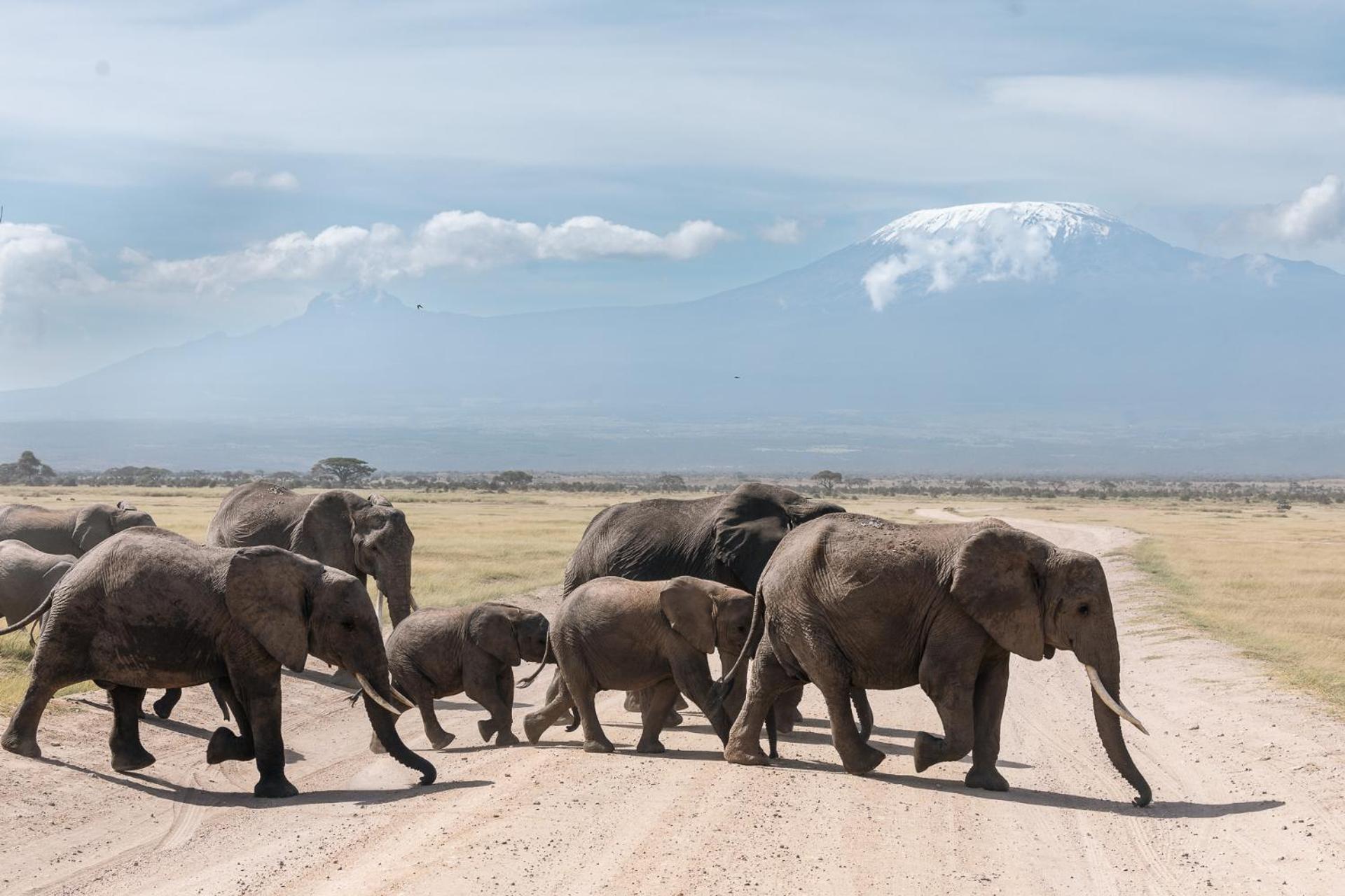 Kilimanjaro View Cabin-Amboseli Oloitokitok 客房 照片